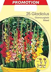 Bulbi primaverili gladioli usato  Spedito ovunque in Italia 