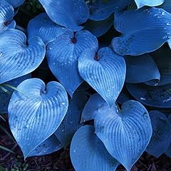 Hosta plants live for sale  Delivered anywhere in USA 
