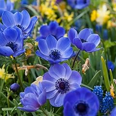 Votaniki anemone blue for sale  Delivered anywhere in USA 