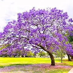 Purple jacaranda tree for sale  Delivered anywhere in USA 