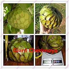 Pcs custard apple for sale  Delivered anywhere in USA 