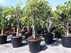 Gruenwaren jakubik feigenbaum gebraucht kaufen  Wird an jeden Ort in Deutschland
