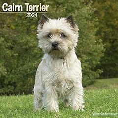 Cairn terrier calendar for sale  Delivered anywhere in UK