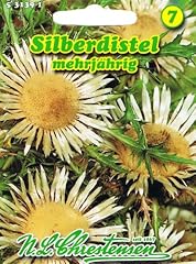 Silberdistel mehrjährig staud gebraucht kaufen  Wird an jeden Ort in Deutschland