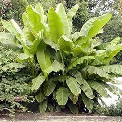 Banana plants basjoo for sale  Delivered anywhere in USA 