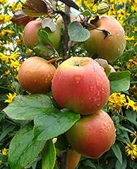 Apfelbaum goldparmäne malus gebraucht kaufen  Wird an jeden Ort in Deutschland