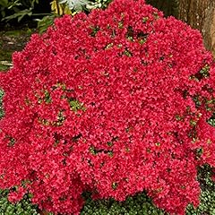 Colourful garden shrub for sale  Delivered anywhere in UK