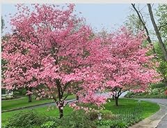 Pink flowering dogwood for sale  Delivered anywhere in USA 
