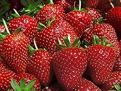 Evie everbearing strawberry for sale  Delivered anywhere in USA 