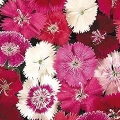 Perfect plants dianthus for sale  Delivered anywhere in UK