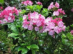 Mountain laurel shrub for sale  Delivered anywhere in USA 