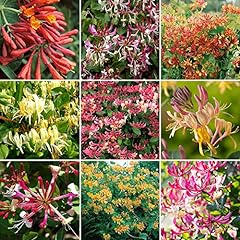 Lonicera garden ready for sale  Delivered anywhere in UK