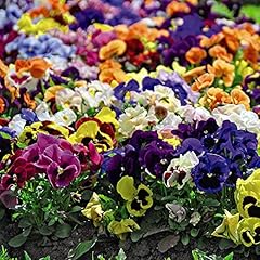 Pansy matrix mixed for sale  Delivered anywhere in UK