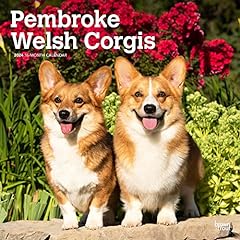 Pembroke welsh corgis for sale  Delivered anywhere in USA 
