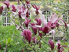 Purpur magnolie magnolia gebraucht kaufen  Wird an jeden Ort in Deutschland