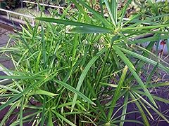 Cyperus alternifolius none for sale  Delivered anywhere in UK