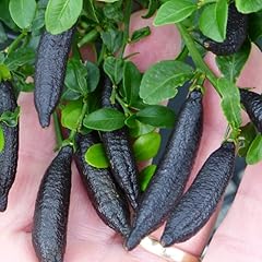 Australian finger lime for sale  Delivered anywhere in USA 