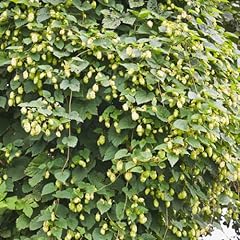 Fast growing hardy for sale  Delivered anywhere in UK