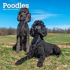 Poodles 2024 inch for sale  Delivered anywhere in UK