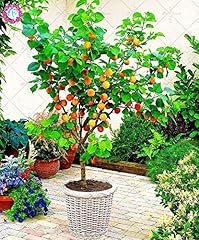 Pcs bonsai apricot for sale  Delivered anywhere in Ireland