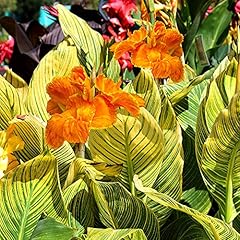 Canna tropicanna gold for sale  Delivered anywhere in UK