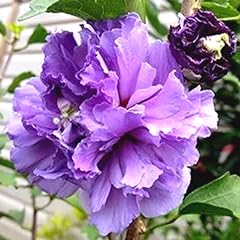 Purple rose sharon for sale  Delivered anywhere in USA 