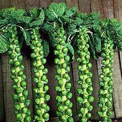 Brussels sprout plug for sale  Delivered anywhere in UK