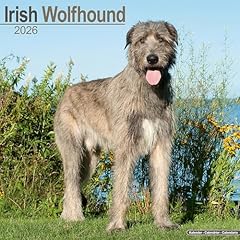 Irish wolfhound 2026 for sale  Delivered anywhere in UK