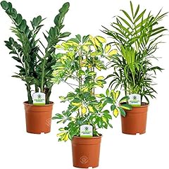 Indoor plant mix for sale  Delivered anywhere in UK