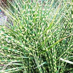 Bloomingbulb ornamental grass for sale  Delivered anywhere in USA 