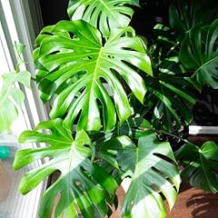 Monstera plant live for sale  Delivered anywhere in USA 