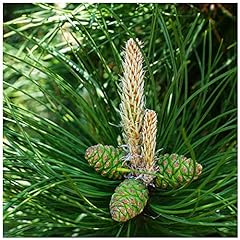 Pinus nigra nigra for sale  Delivered anywhere in Ireland