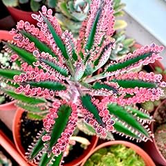 Kalanchoe pink butterfly for sale  Delivered anywhere in USA 