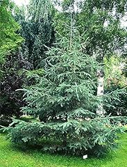 Rare plant tree for sale  Delivered anywhere in USA 