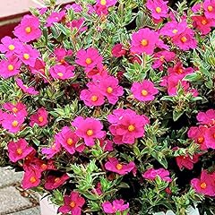 Cistus creticus rock for sale  Delivered anywhere in UK