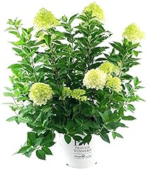 Proven winners hydrangea for sale  Delivered anywhere in USA 