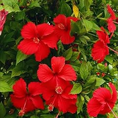 Hardy hibiscus plant for sale  Delivered anywhere in USA 