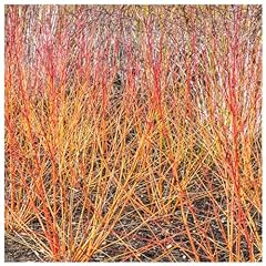 Common dogwood plants for sale  Delivered anywhere in UK