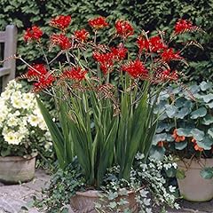 Van zyverden crocosmia for sale  Delivered anywhere in USA 