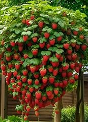 Hanging strawberry plant for sale  Delivered anywhere in USA 