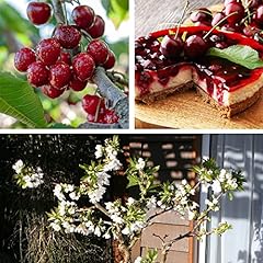 Cherry stella fruit for sale  Delivered anywhere in UK