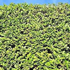 Ligustro ovalifolium ligustrum usato  Spedito ovunque in Italia 