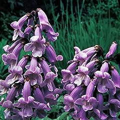 Paulownia tomentosa seeds for sale  Delivered anywhere in UK