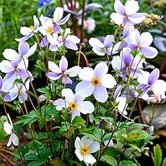 Anemone wild swan for sale  Delivered anywhere in UK