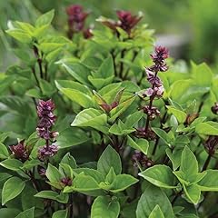 Gardeners kitchen basil for sale  Delivered anywhere in UK