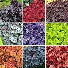Heuchera plant mix for sale  Delivered anywhere in UK