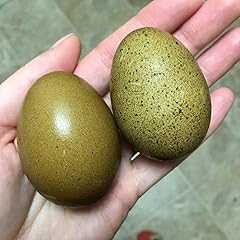Generic hatching speckled for sale  Delivered anywhere in USA 