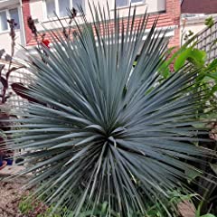 Plant seeds yucca for sale  Delivered anywhere in UK
