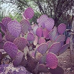 Purple prickly pear for sale  Delivered anywhere in Ireland