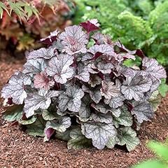 Heuchera silver scrolls for sale  Delivered anywhere in UK